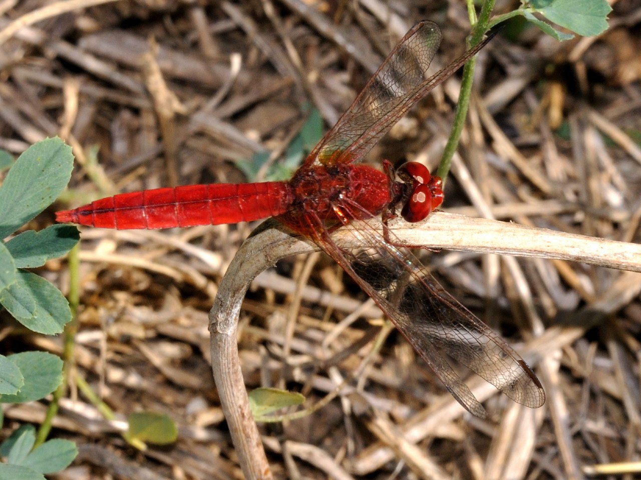 Crocothemis erythraea conferma - S, maschio